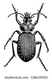 Fiery Ground Beetle Is An Insect In The Carabidae Family Of Carabids, Vintage Line Drawing Or Engraving Illustration.