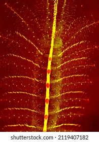 fiery red gradient color background with yellow line decoration