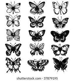 Fifteen beautiful butterflies