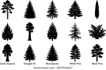 Fifteen black tree silhouettes featuring various conifer and deciduous species with identification labels on a white background
