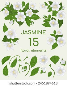 Fifteen floral elements to assemble an indoor Jasmine. Hand drawn parts of a white Jasmine flowers