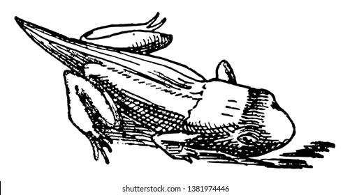 La quinta etapa del ciclo de vida de la rana, dibujo vintage o ilustración de grabado.