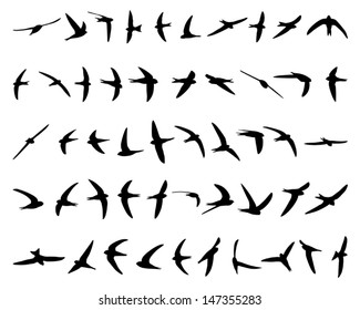 Fifty swallows flying black and white silhouette