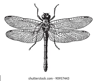 Fig 1. Dragonflies, vintage engraved illustration. Dictionary of words and things - Larive and Fleury - 1895.