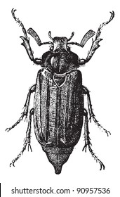 Fig 10. Cockchafer or May Bug or Mitchamador or billy witch or spang beetle, vintage engraved illustration. Dictionary of words and things - Larive and Fleury - 1895.