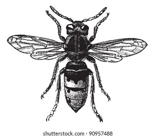 Fig 12. Wasp,  vintage engraved illustration. Wasp Isolated on white. Dictionary of words and things - Larive and Fleury - 1895.