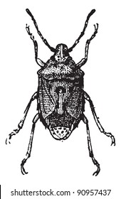 Fig 13. Bug,  vintage engraved illustration. Bug isolated on white. Dictionary of words and things - Larive and Fleury - 1895.