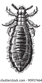 Fig 17. Louse Diptera, vintage engraved illustration. Dictionary of words and things - Larive and Fleury - 1895.