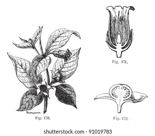 Fig. 170. Belladonna with its leaves, flower and fruits. Fig. 171. Cut flower of belladonna. Fig. 172. Half of the fruit of belladonna, Usual Medicine Dictionary - Paul Labarthe - 1885.