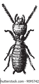 Fig 2. Termite,  vintage engraved illustration. Dictionary of words and things - Larive and Fleury - 1895.