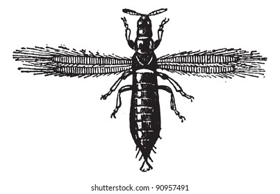 Fig. 4. Thrips, Neuropteris o Thunderbugs o Thunderflies o moscas tormentas o truenos o piojos de maíz, ilustración vintage grabada. Diccionario de palabras y cosas - Larive y Fleury - 1895.