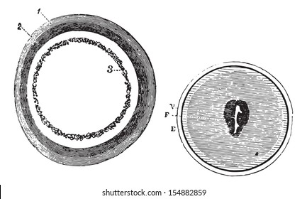 Fig. 953. Blastodermo de entrenamiento, Fig. 954. Aparición del punto embrionario, ilustración vintage grabada. Diccionario de medicina habitual - Paul Labarthe - 1885.