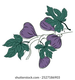 Rama de higo con fruta sobre fondo blanco