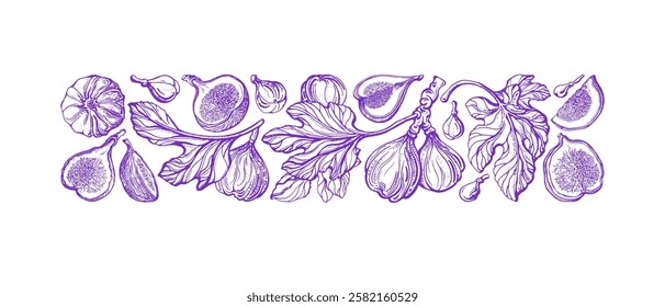Fig branch, fruits. Vector tropical tree, raw sweet plant, exotic leaves in graphic style. Farm harvest. Hand drawn texture illustration on transparent background. Art vintage print for food design