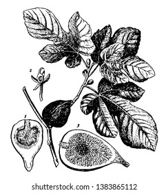 Fig branch with leaves and buds. A Fig cut into two half pieces can be seen in the picture, vintage line drawing or engraving illustration.
