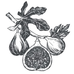 Fig Branch On A White Background. Tropical Plant, Raw Fruit, Leaf. Sketch Of Sweet Fruits. Vector Image In Engraving Style. Suitable For Packaging Design, Logo.