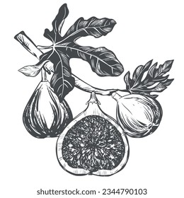 Fig branch on a white background. Tropical plant, raw fruit, leaf. Sketch of sweet fruits. Vector image in engraving style. Suitable for packaging design, logo.