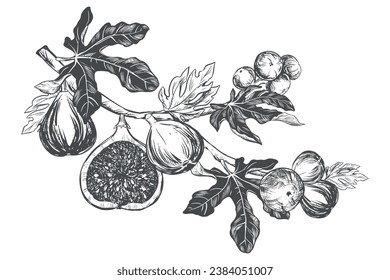 Fig branch on a white background. Tropical plant, raw fruit, leaf. Sketch of sweet fruits. Vector image in engraving style. Suitable for packaging design, logo.