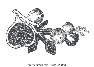 Fig branch on a white background. Tropical plant, raw fruit, leaf. Sketch of sweet fruits. Vector image in engraving style. Suitable for packaging design, logo.