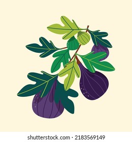 Fig branch with purple and green fig fruit. Flat design vector illustration.