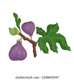 Fig branch with ripe fruits and leaves.Vector graphics.