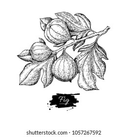 Fig branch vector drawing. Hand drawn isolated fruit. Summer food engraved style illustration. Detailed vintage botanical sketch. Great for label, poster, print, menu