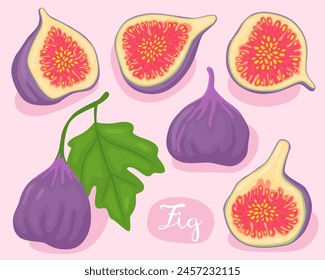 Fig. Common fig. Ficus carica. Collection of purple fig fruits, whole, half, slices and seed. Summer fruit. Cooking vegan ingredien. Cartoon vector illustration. Mediterranean and asian fruit.