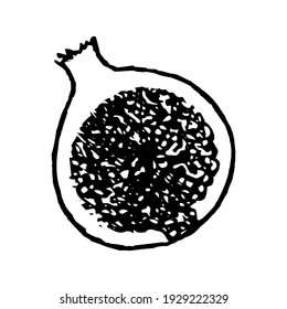 Fig doodle drawing isolated on a white background. Vector illustration. Inner side
