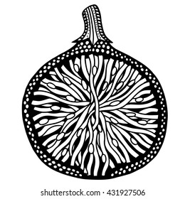 Fig fruit black and white. Hand-drawn, doodle, vector. Made by trace from sketch. Coloring book page for adult. Garnet fruit.