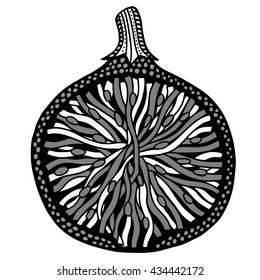 Fig fruit black and white. Hand-drawn, doodle, vector. Made by trace from sketch. Coloring book page for adult. Garnet fruit.