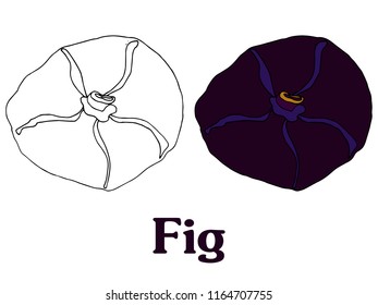 fig fruit cartoon vector sketch for banner stiker postcard