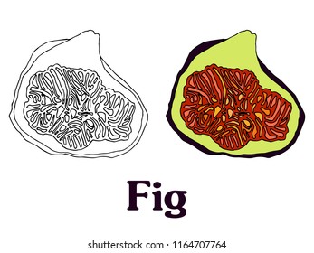 fig fruit cartoon vector sketch for banner stiker postcard