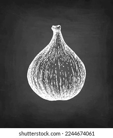Fig fruit. Chalk sketch on blackboard background. Hand drawn vector illustration. Retro style.