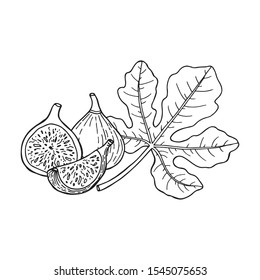 Fig fruit. Drawing in sketch style. Hand drawn vector illustration.