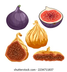 caricatura de un set de fruta fresca. morado, corte en rodajas, dulce saludable, postre maduro, mitad exótica, rojo vitamínico, fruta de la higuera tropical ilustración vectorial fresca