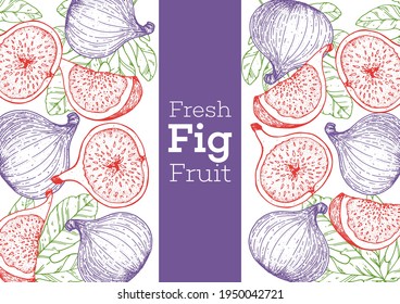 Fig fruit hand drawn package design. Vector illustration. Design, package, brochure illustration. Packaging design. Hand drawn fig fruits design template. Organic fresh food vector illustration.