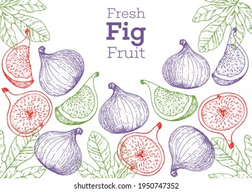 Feigenfrucht handgezeichnet Verpackungsdesign. Vektorgrafik. Design, Paket, Broschüre Illustration. Verpackungsdesign. Handgezeichnete Feigenobst-Designvorlage. Bio-frische Lebensmittel, Vektorgrafik.