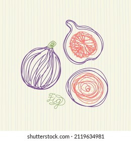 Fig fruit. Hand drawn vector illustration. Pen or marker doodle sketch.