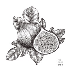 Fig Fruit Illustration.  Engraved Style Illustration. Vintage Sketch Fruit. Vector Illustration