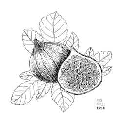 Fig Fruit Illustration.  Engraved Style Illustration. Vintage Sketch Fruit. Vector Illustration
