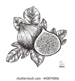 Fig fruit illustration.  Engraved style illustration. Vintage sketch fruit. Vector illustration