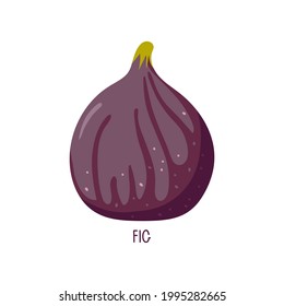 Frutos de higo aislados en blanco. Frutos tropicales de verano para un estilo de vida saludable. Higo púrpura entero. Alimentos dietéticos, vegetarianos y saludables. Diseño de vector plano para menú, café, mercado de agricultores, receta, afiche.
