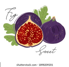 La fruta de la higuera se simplifica, se estiliza para el logotipo, el diseño, los fondos, los patrones. Ilustración vectorial, hecha a mano, color completo.