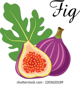 Fig fruit, fig tree, mulberry ficus, fig tree. Vector image of an fig fruit