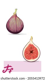 Frutas de fuego. Ilustración vectorial realista, frutos exóticos. Higos violetas.
