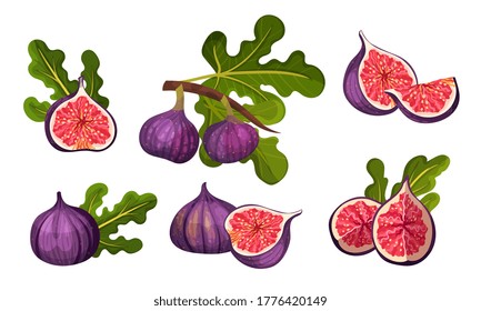 Fig Fruit Whole and Cut with Thin Skin and Many Small Seeds Inside Vector Set