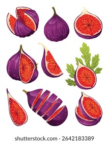 Fig Fruit Whole and Cut with Thin Skin and Many Small Seeds Inside Vector Set