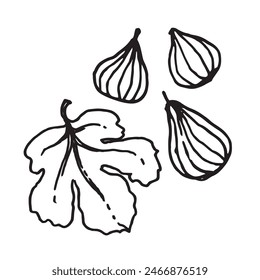 Fig fruits and leaf hand drawn vector illustration on isolated white background