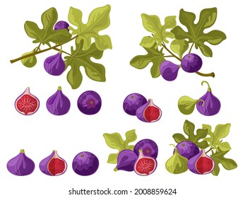 Fig. Fruits and leaves on a branch and separately, whole and in section. A beautiful and delicious set of juicy fig berries. Vector isolated on a white background.