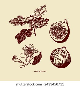 Gráficos de higos, fruta, ramita, flor. Ilustración vectorial en estilo botánico. Elemento de diseño para alimentos, cosméticos, tarjetas, volantes, banners, carteles, cubiertas